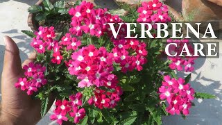 Verbena Flower  Verbena Plant Care  How To Grow Verbena Flowers [upl. by Alleirbag]