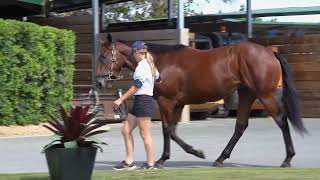 Proven ThoroughbredsODeaHoysted Racing 2023 Open Day at Kolora Lodge [upl. by Obara]