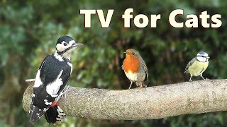 Cat TV  Birds for Cats to Watch Special in 4K ⭐ 8 HOURS ⭐ [upl. by Arhsub299]