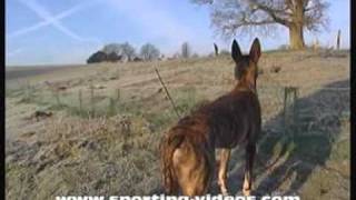 Simon Whitehead ferreting rabbits in Sussex 1 [upl. by Farwell9]