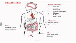 Enterococcus or Group D Streptococci [upl. by Nwahsud455]