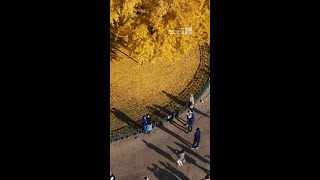 800YearOld Tree Puts On A Stunning Autumn Show [upl. by Betthezel]