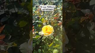 10 Rose plants rs 250 only 6374934601 [upl. by Adiela]