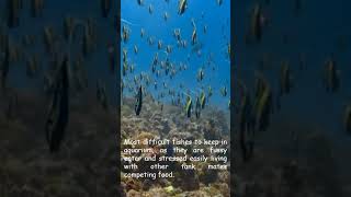 Moorish Idols difficult to keep in aquarium [upl. by Lanahtan]