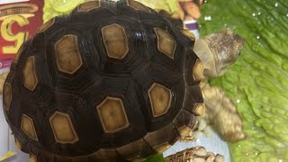 Tortoise breakfast live sulcatatortoise tortoiselover [upl. by Venetia]