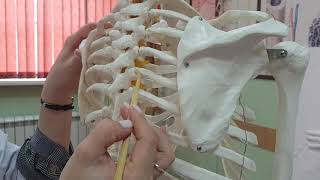 Osteology Topic 4 Articulations between ribs and sternum ribs and vertebrae [upl. by Janenna602]