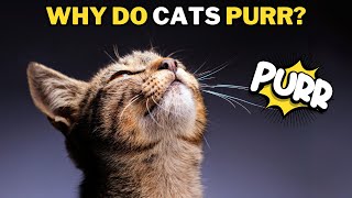 How and Why Cats Purr Explained [upl. by Bills103]