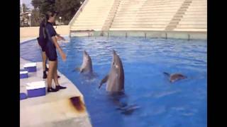 Entrenamiento Delfines  Aquópolis Costa Dorada [upl. by Louella]