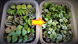 Peperomia Leaf Propagation in Soil [upl. by Assilram]