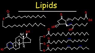 Lipids  Fatty Acids Triglycerides Phospholipids Terpenes Waxes Eicosanoids [upl. by Atnovart]