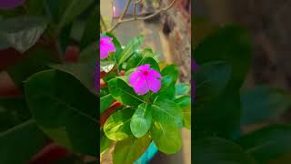 Garden love❤❤❤❤ gardening shortvideos  nature🌿🍃 love❤❤❤ [upl. by Atikal]