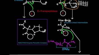 Penicillin Mechanism of Inhibition of Transpeptidase [upl. by Rosanna]