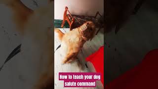 Dog training commands Salutebestguarddog dogtraining funny guarddogbreeds dogtrainer pets lab [upl. by Vasyuta29]