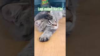 ini kucing juga bisa mager efek begadang mulu kucing cat [upl. by Liagaba]