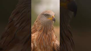 Red Kite in Spain shorts wildlife bird of prey [upl. by Soirtemed876]