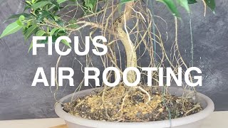 Ficus Bonsai How to grow aerial roots Easy bonsai Air rooting for beginners like a Jungle tree [upl. by Jeffry669]