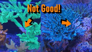 Acropora RTN Crisis Averted or Impending Crash [upl. by Anaher631]