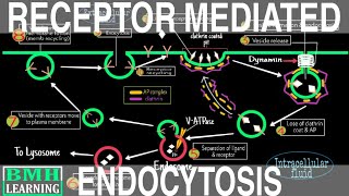 Receptor Mediated Endocytosis  Clathrin Mediated Endocytosis  Endocytosis Part 4 [upl. by Brook]