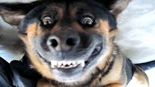 Grappig blaffende honden  een grappige hond blaffen videos Compilatie [upl. by Ekeiram]