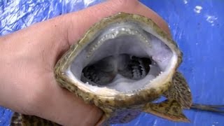 Oyster Toadfish fresh caught Странная Рыба [upl. by Ahl]