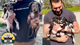 These mange puppies were moments from being put down  Lee Asher [upl. by Dodge444]