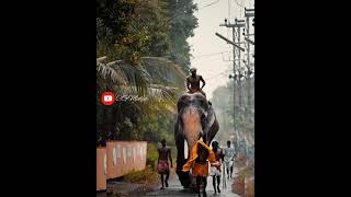 Thechikottukavu Ramachandran Mass Entry  Kerala Elephant [upl. by Ellatnahc]