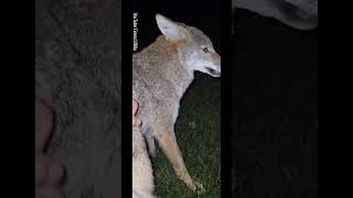 Coyotes and donkeys❤️farming farmlife farmer nature new weavethecoyote coyote mini friends [upl. by Mickie287]