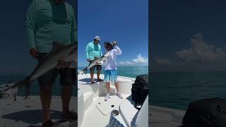 Catching Cobias in Chokoloskee Florida [upl. by Amado]