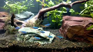 Neon Tetras and harlequin rasboras playing in water current 4K [upl. by Venetia]