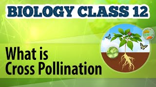 What Is Cross Pollination  Reproduction in Plants  Biology Class 12 [upl. by Loutitia]