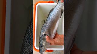 giostyle pescata spigola spear sarago sea seabass fishing pesca training costanza fish [upl. by Birch423]