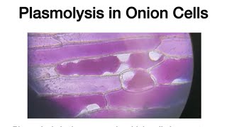 Plasmolysis in Red Onion Cells Hypertonic Solution [upl. by Leamaj]