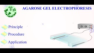 Agarose Gel Electrophoresis [upl. by Razid]