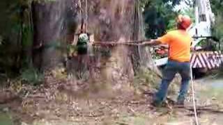 Lowering tree timber down with a Friction Drum at ACE [upl. by Erolyat166]