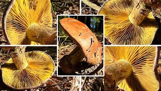 Anisklumpfuß essbar Verwechslung  Cortinarius Phlegmacium Gomphos Colonarius odorifer [upl. by Ardme303]