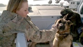 Military Working Dogs In Afghanistan [upl. by Jari]