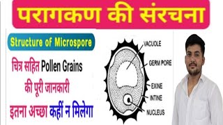 परागकण की संरचना  Structure of Pollen grain परागकण के विभिन्न भागों के कार्य।class 12th biology [upl. by Hayden]