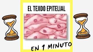 El Tejido Epitelial EN 1 MINUTO [upl. by Sadye907]