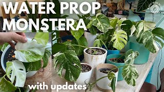 Water propagating Monstera albo  Plant with Roos [upl. by Elvira]