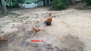 Rooster running like crazy to mate Chickens mating [upl. by Kashden]