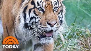 Tiger Kills Potential Mate After Zookeepers Tried To Breed Them  TODAY [upl. by Masao]