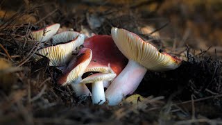 2021 Tilden Fungus Fair [upl. by Robson]