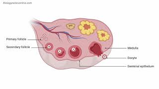 Ovary Anatomy [upl. by Icam]