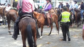 Cabalgata feria cali 2013 [upl. by Adnelg]