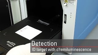 Detect your target proteins using chemiluminescent Western blot substrates [upl. by Eniffit]