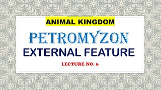 EXTERNAL FEATURES OF PETROMYZONANIMAL KINGDOM [upl. by Nysilla]