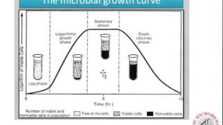 Bacterial Growth Curve and Calculations [upl. by Gill]