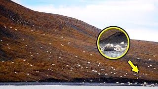 Tourists Thought They Saw Sheep – If This Hadn’t Been Filmed No One Would’ve Believed It [upl. by Strauss]