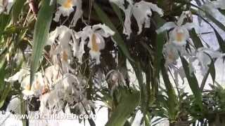 OrchidWeb  Wonderful Coelogynes [upl. by Ardek]