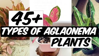 48 Types of Aglaonema Plants  The Planet of Greens [upl. by Oirasan]